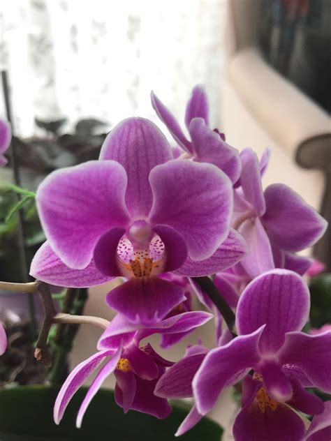 eq蝴蝶蘭|Phal. equestris